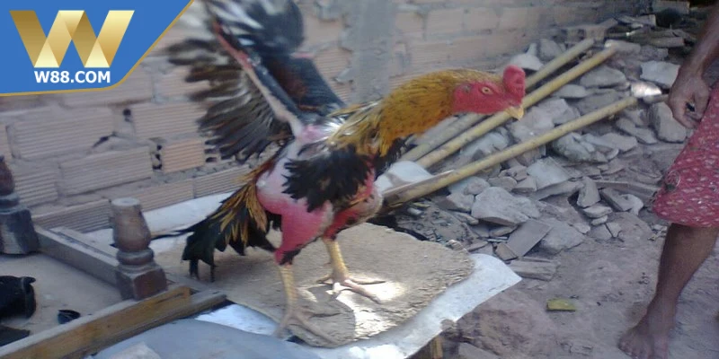 Lý do cách chọn giống giỏi quyết định sức mạnh chiến kê