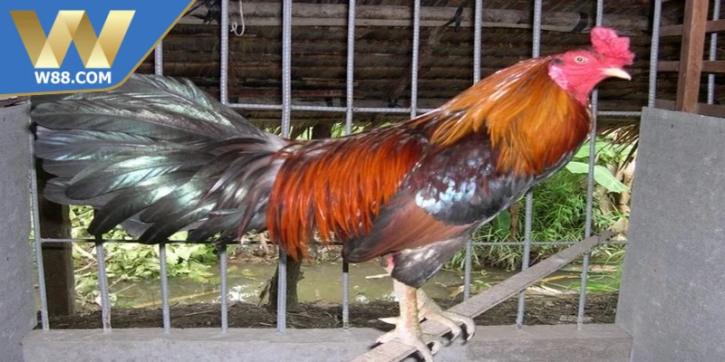 Cách Làm Gà Đá Tăng Tốc - Phương Pháp Nhanh Hiệu Quả Nhất 1 Cách làm gà đá tăng tốc chú trọng dinh dưỡng và tập luyện