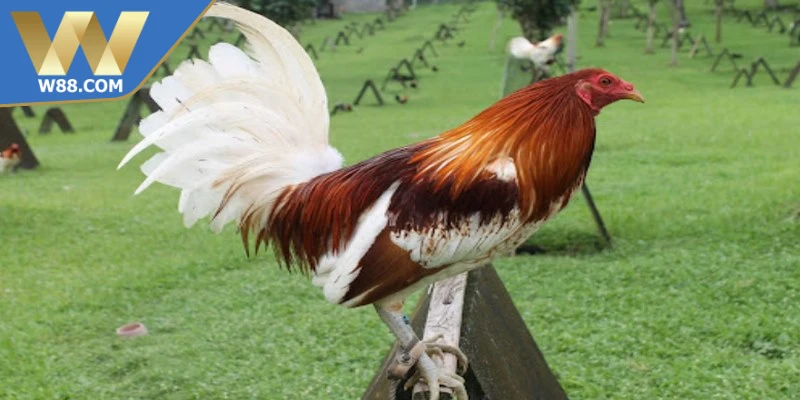 Cách Làm Gà Đá Tăng Tốc - Phương Pháp Nhanh Hiệu Quả Nhất 2 Cách làm gà đá tăng tốc để ý môi trường sống