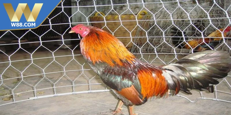 Cách Làm Gà Đá Tăng Tốc - Phương Pháp Nhanh Hiệu Quả Nhất 3 Cách làm gà đá tăng tốc lưu ý khi vận động