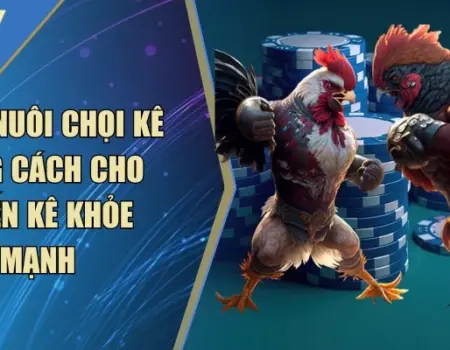 Cách Nuôi Chọi Kê Đúng Cách