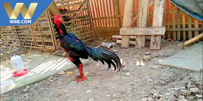 Cách Nuôi Chọi Kê Đúng Cách Cho Chiến Kê Khỏe Mạnh 1 Cách nuôi chọi kê đúng cách là bước nền tảng giúp chiến kê đạt đủ sức bền