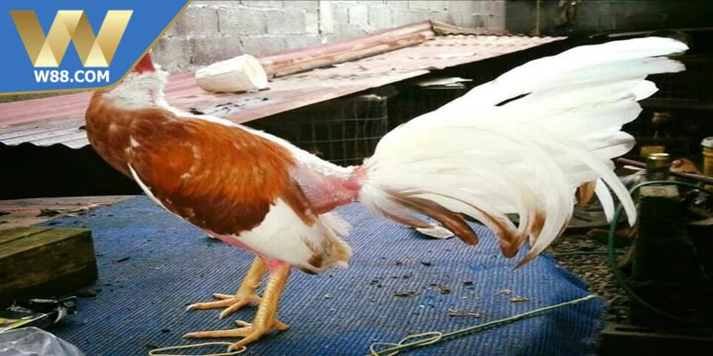 Cách Nuôi Chọi Kê Đúng Cách Cho Chiến Kê Khỏe Mạnh 3 Cách nuôi chọi kê đúng cách giữ tinh thần ổn định