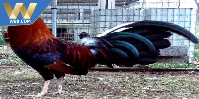 Cách nuôi gà đá để tránh mệt mỏi luyện tập hợp lý