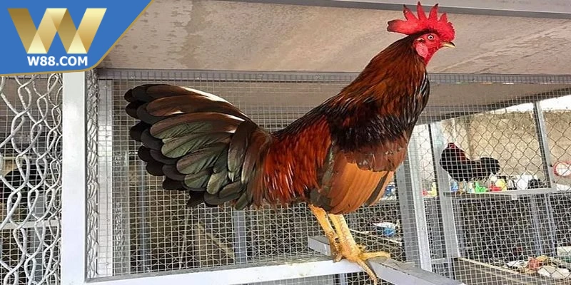 Cách nuôi gà đá để tránh mệt mỏi phục hồi và nghỉ ngơi 