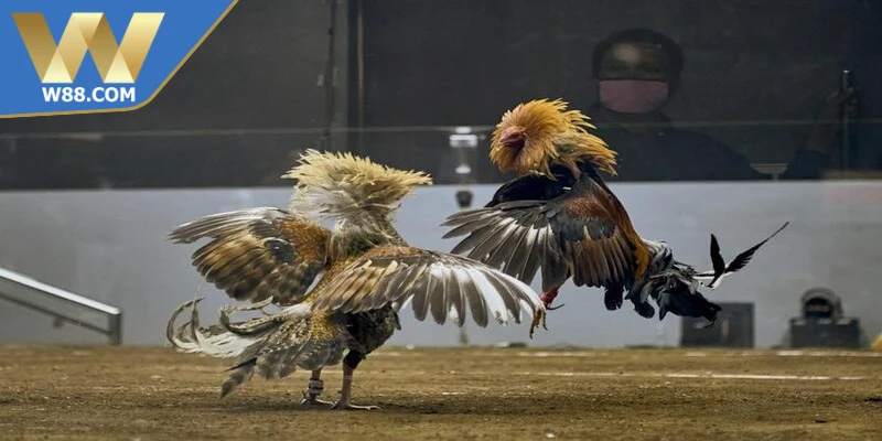 Cách tăng cường sức mạnh cho chọi kê khi luyện tập