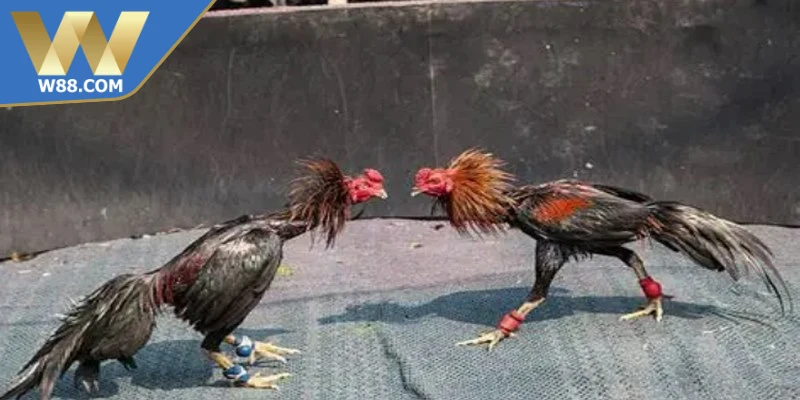 Cách tăng cường sức mạnh cho chọi kê hiểu về sức mạnh