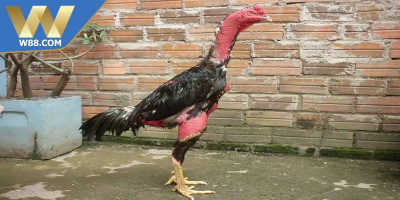 Chăm sóc gà đá khi chuẩn bị thi đấu ra sao