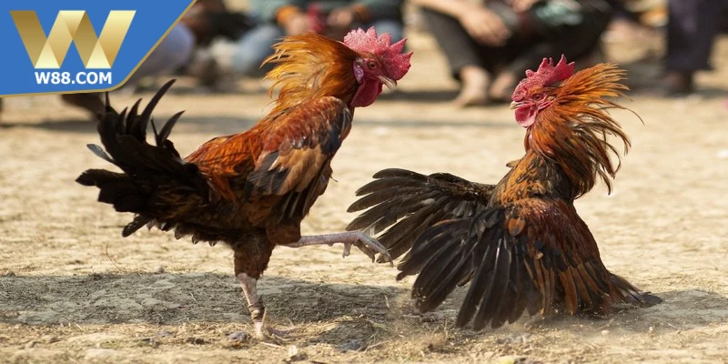 Đá Gà W88 - Điểm Hẹn Giải Trí Hay Trên Nền Tảng Số 3 Mẹo chơi đá gà W88 luôn thành công