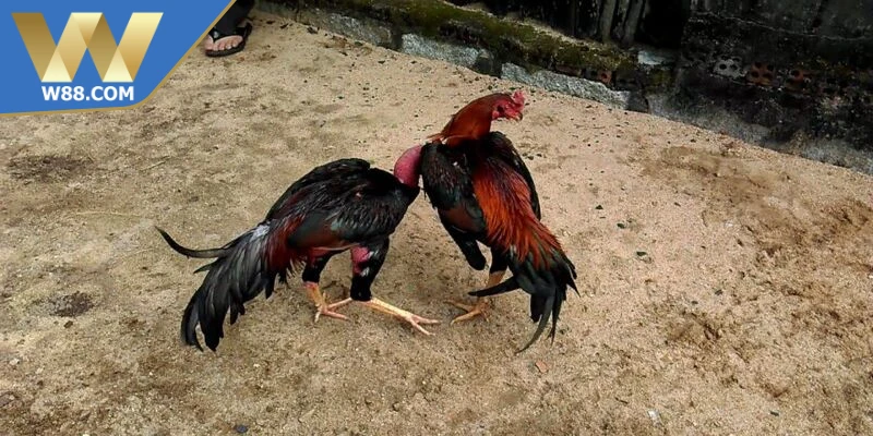 Các hình thức game đá gà trực tiếp phổ biến