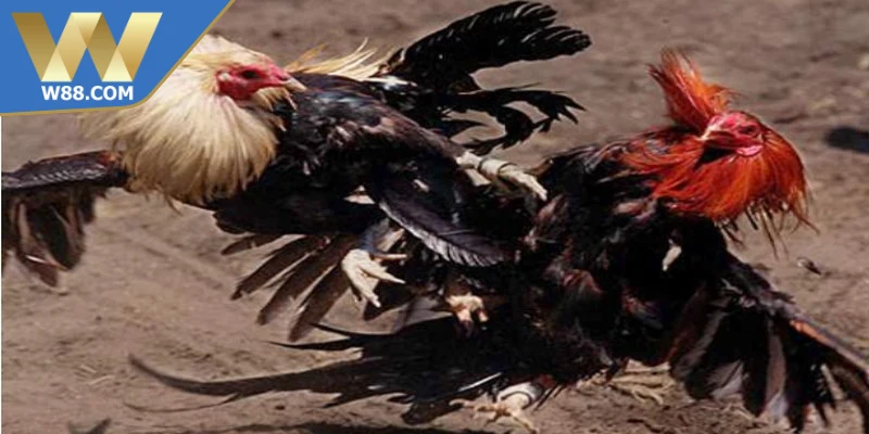 Các kỹ thuật chọi gà nhanh gọn phổ biến