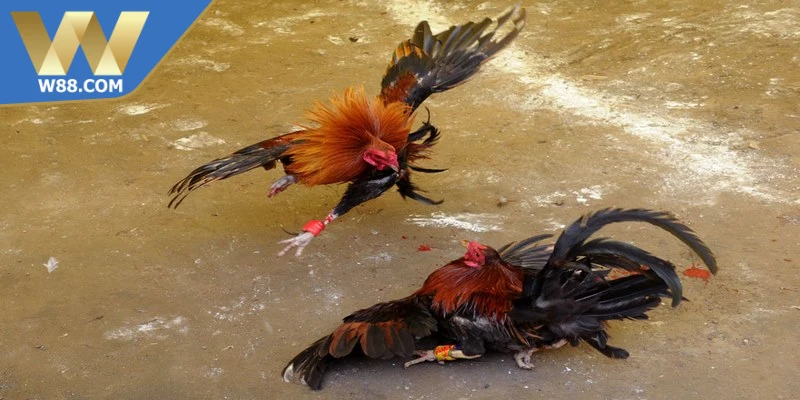 Mẹo Chọi Gà Ăn Tiền Chuẩn Xác Cho Người Mới Nhập Môn 2 Mẹo chọi gà ăn tiền - Chọn chiến kê trước khi đặt tiền