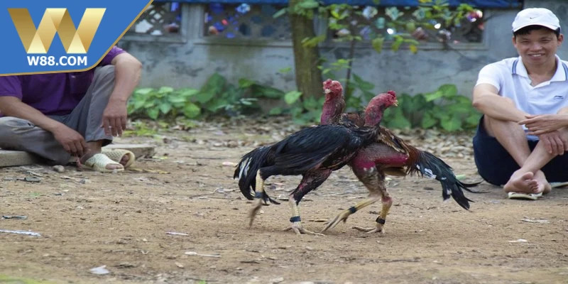 Mẹo Chọi Gà Ăn Tiền Chuẩn Xác Cho Người Mới Nhập Môn 3 Mẹo chọi gà ăn tiền đọc trận trước khi xuống tiền