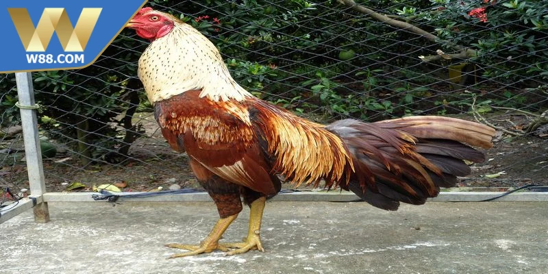 Vài chia sẻ mẹo nuôi gà đá tăng cơ bắp hay